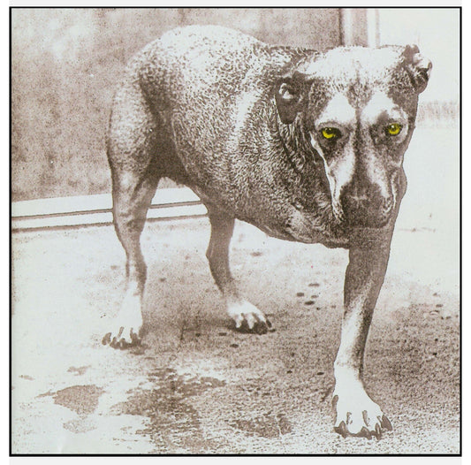 Alice In Chains CD